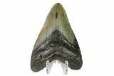 Fossil Megalodon Tooth - North Carolina #149404-2